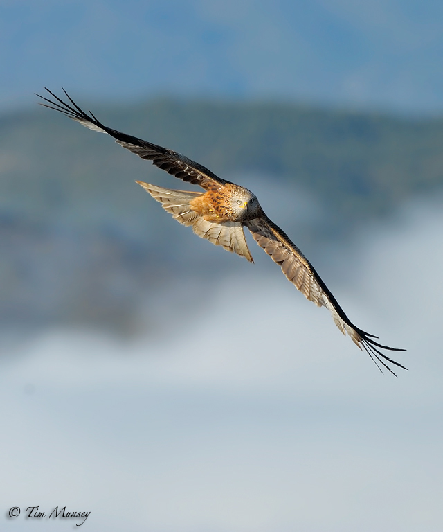 Red Kite emerging from the mist 2012